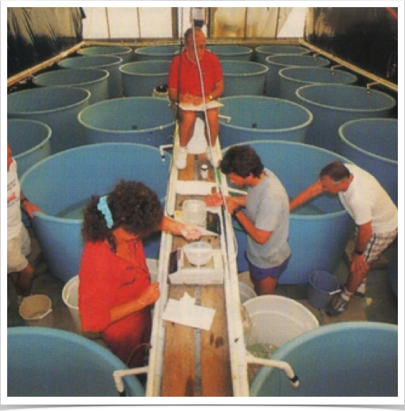 Growth studies of tropical marine fish incl. Nassau Grouper and Seargeant Major. 